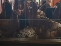 Chickens — foto 1