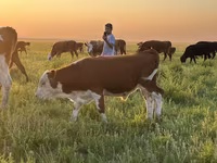 گاو و گوساله (گروه، جنسیت مشخص نشده), Simmental cattle — عکس 4