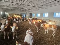 گاو نر, Simmental cattle — عکس 6