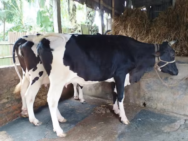 Vache, Race Holstein — Bangladesh