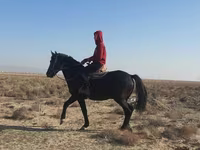 Hingst, Heste — foto 1