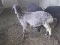 Biri-biri (lot, jantina tidak dinyatakan), Sheep — foto 1