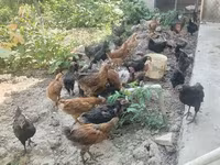 Chickens — عکس 1