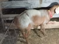 Beran, Arashan sheep — foto 8