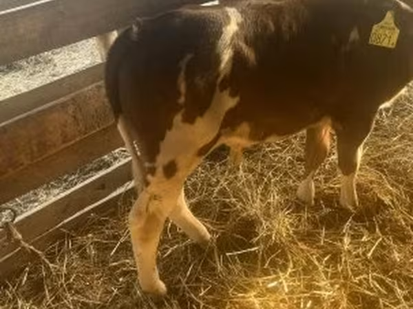 Toro, Bovini