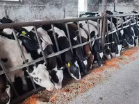 காளை, Russian Black pied cattle — புகைப்படம் 4