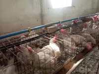 Chickens — Foto 1