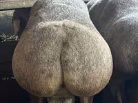 Beran, Arashan sheep — foto 7