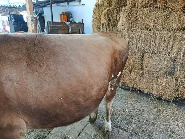 गाय, Swiss cattle