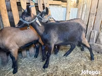 Jarac, Alpine goat — fotografija 3