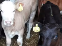 Boğa, Limuzin inek — foto 4