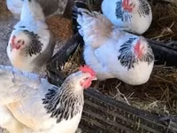 Chickens — 4. fotó