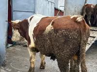 Kuh, Simmental cattle — Foto 1