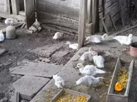 Ducks — 사진 4