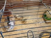 Chickens — լուսանկար 2