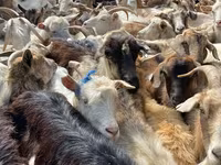 Sheep, Sheep — photo 2