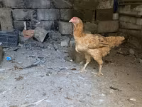 براهما — عکس 6