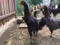 Chickens — foto 2