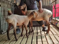 Widder, Arashan sheep — Foto 2