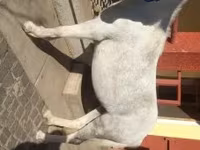 Égua, Cavalos — foto 2