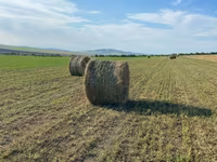 Baloți de lucernă — foto 3