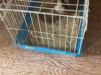 Ginepig +yuvasş + su qabısı ile birlikde sadece 60 manat Məhsul — fotografija 3