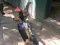 Malay Game — foto 1
