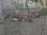 Chickens — Foto 2