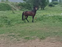 اسب نر, اسب — عکس 1