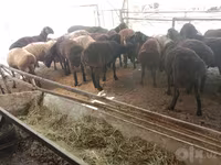 Wad, Sheep — sawirka 5