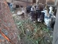Ducks — photo 1