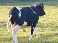 Buğa, Russian Black pied cattle — foto 4
