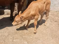 Крава, Swiss cattle — снимка 1