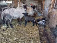 Хонь, White Suffolk sheep — 5 зураг