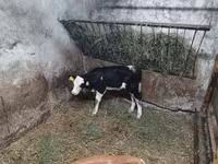 วัวตัวผู้, Simmental cattle — รูปภาพ 2