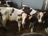 Skot (série, pohlaví neuvedeno), Simmental cattle — foto 6