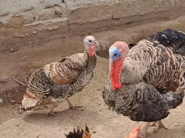 Turkeys