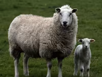 ஆண் ஆடு, Hissar sheep — புகைப்படம் 4