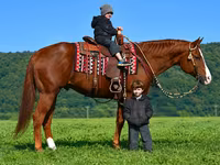 ม้าตัวผู้, Quarter Horse — รูปภาพ 6