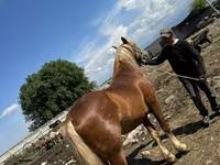Kuda jantan, Horses — foto 1