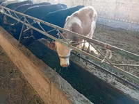 İnek, Swiss cattle — foto 1