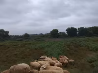 Moutons (lot, sexe non indiqué), Moutons — photo 7