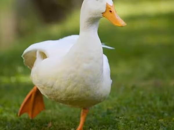 Domestic Muscovy — Kyrgyzstan
