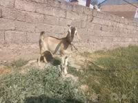 Dê cái, Dê — ảnh 5