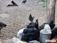 آسترالورپ — عکس 1