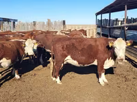 Lembu betina, Kazakh White-headed cow — foto 2