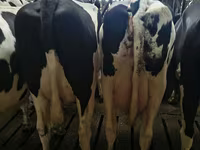 Bò cái, Giống Holstein — ảnh 2