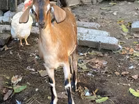 母山羊, Nubian Goat — 照片 3