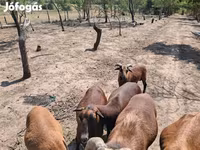 Widder, Cameroon sheep — Foto 1
