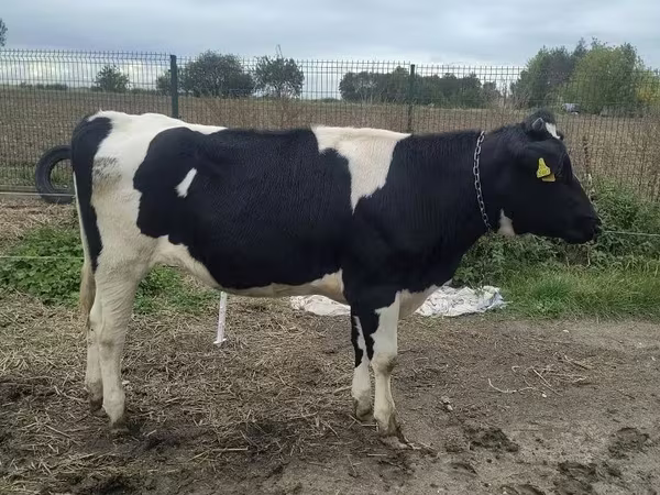 Krava, Russian Black pied cattle